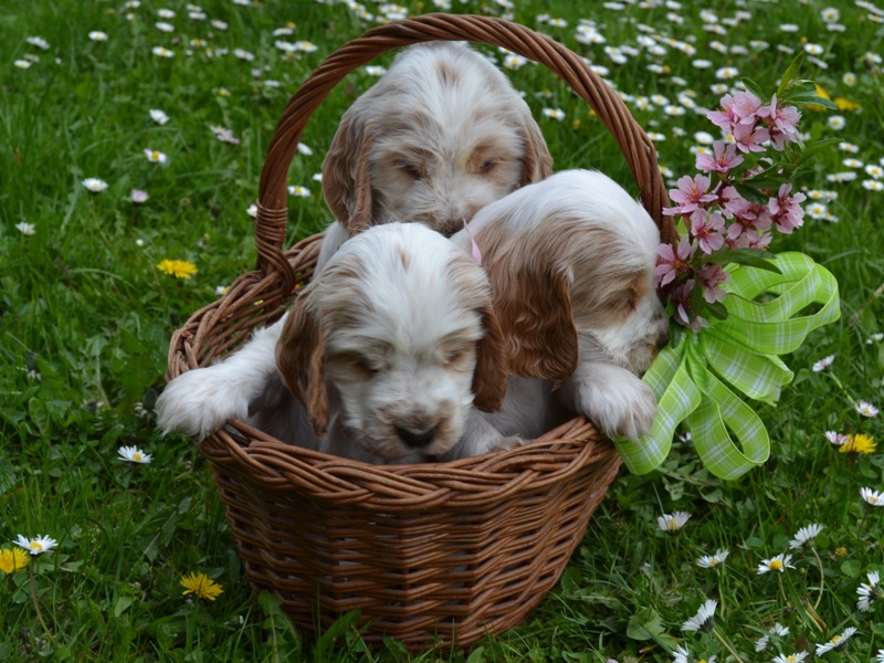 38 - Luke, Leo, Lola.JPG